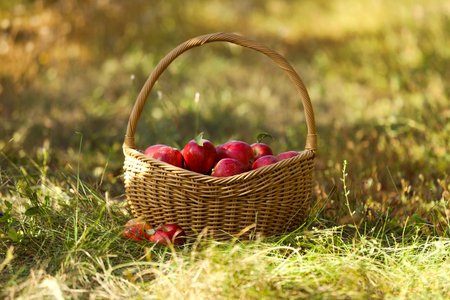 Wicker basket with ripe apples on groundの写真素材