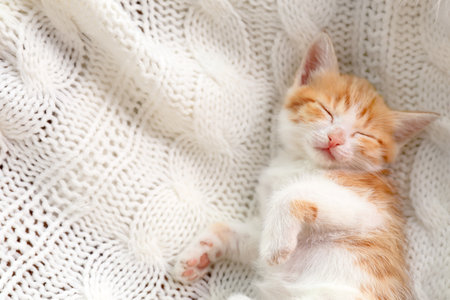 Cute little kitten sleeping on white knitted blanket, top view. Space for textの写真素材