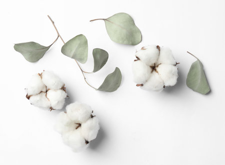 Composition with cotton flowers on white background, top viewの写真素材