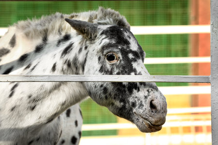 Dapple gray miniature horse at fence outdoorsの写真素材