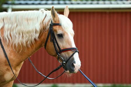 Palomino horse in bridle outdoors on sunny dayの写真素材