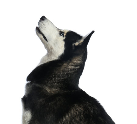 Cute Siberian Husky dog isolated on whiteの写真素材