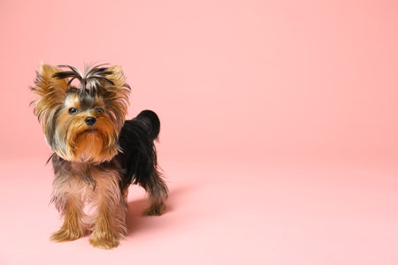 Adorable Yorkshire Terrier on pink background, space for text. cute dogの写真素材