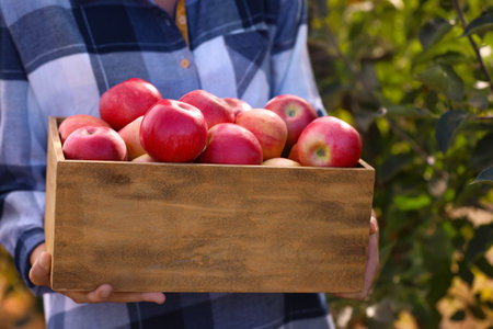 Young woman holding wooden crate with ripe apples outdoors, closeupの写真素材