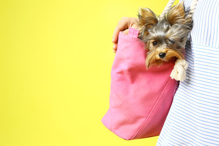 Woman holding pink bag with Adorable Yorkshire terrier on yellow background, space for text. cute dogの写真素材