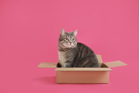 Cute gray tabby cat sitting in cardboard box on pink backgroundの写真素材