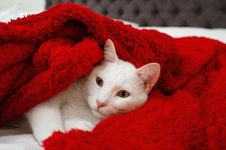 Cute white cat under red blanket on bed. Cozy winterの写真素材