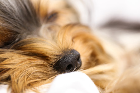 Sleepy Yorkshire terrier lying on bed, closeup. cute dog