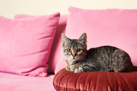 Gray tabby cat lying on pink sofa indoors, space for text. Adorable petの写真素材