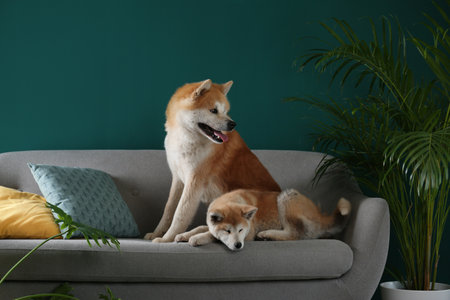 Cute Akita Inu dogs on sofa in room with houseplants