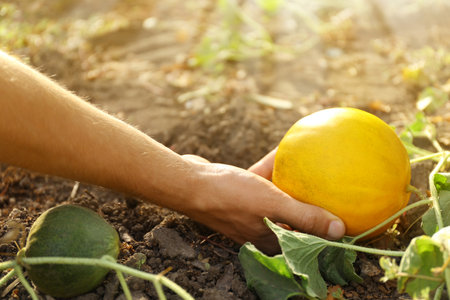 Man holding ripe juicy melon in field, closeupの写真素材