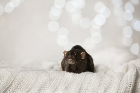 Cute little rat on knitted blanket against blurred lights. Chinese New Year symbolの写真素材