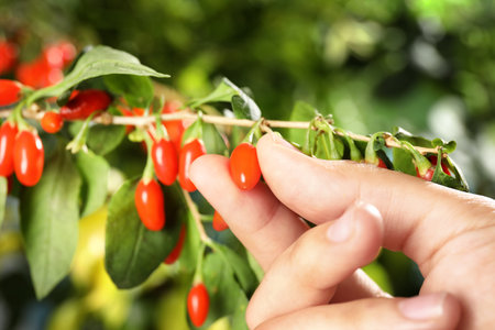 Woman holding branch with ripe fresh goji berries in garden, closeupの写真素材