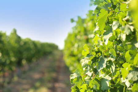 View of vineyard rows with fresh grapes on sunny dayの写真素材