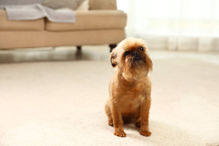 Portrait of funny Brussels Griffon dog on carpet at home. Space for textの写真素材