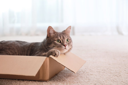 Cute gray tabby cat in cardboard box on floor at home