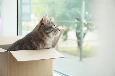 Cute gray tabby cat in cardboard box near window at homeの写真素材