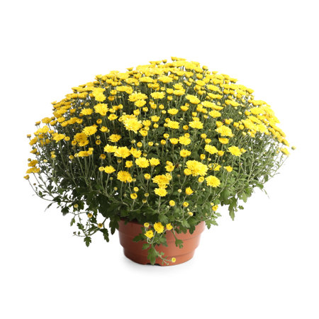 Pot with beautiful colorful chrysanthemum flowers on white backgroundの写真素材
