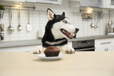 Cute Siberian Husky dog at the table in the kitchenの写真素材