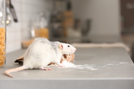 Rat near bag of flour on kitchen counter. household pestの写真素材