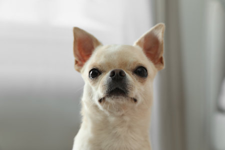 Adorable Toy Terrier on blurred background. domestic dogの写真素材