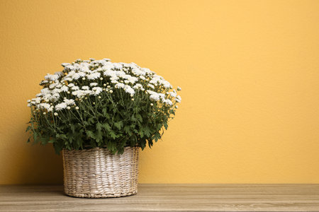 Basket with fresh white chrysanthemum flowers on wooden table against yellow background. Space for textの写真素材