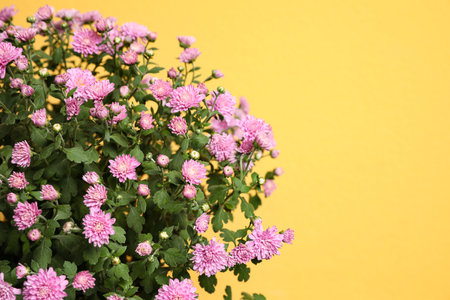 Fresh pink chrysanthemum flowers on yellow background. Space for textの写真素材