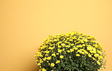 Fresh chrysanthemum flowers on yellow background. Space for textの写真素材