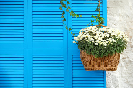 Beautiful white chrysanthemum flowers near blue shuttersの写真素材