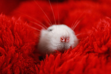 Cute little rat wrapped in red fluffy blanketの写真素材