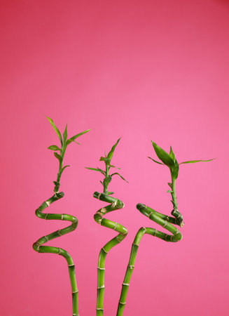 Tropical bamboo stems with lush leaves on pink background, space for text. Stylish interior elementの写真素材
