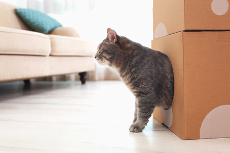 Cute gray tabby cat playing with cardboard box in room. Lovely petの写真素材