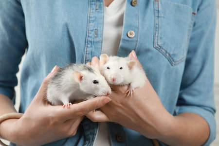 Young woman holding cute small rats, closeupの写真素材