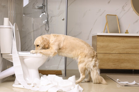 Cute Golden Labrador Retriever drinking water from toilet bowlの写真素材