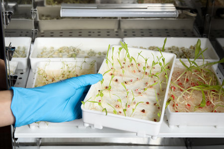 Scientist taking container with sprouted corn seeds from germinator in laboratory, closeup