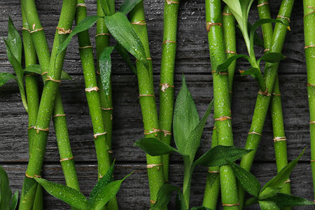 Green bamboo stems on black wooden background, top viewの写真素材