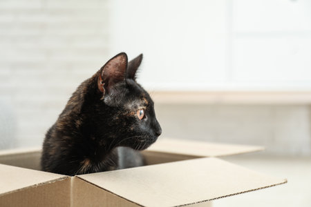 Cute black cat in cardboard box at homeの写真素材