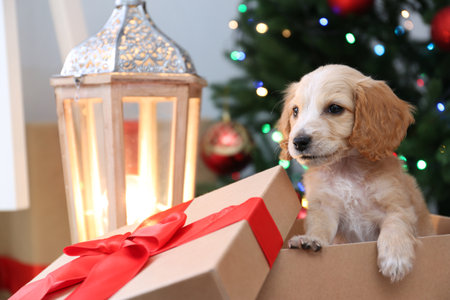 Cute English Cocker Spaniel puppy in Christmas gift box indoorsの写真素材