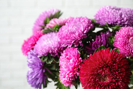 Beautiful aster flowers on white background, closeupの写真素材