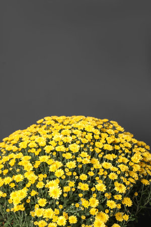 Yellow chrysanthemum flowers on dark gray background. Space for textの写真素材