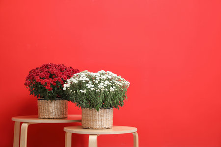 Pots with beautiful chrysanthemum flowers on wooden tables against red background. Space for textの写真素材