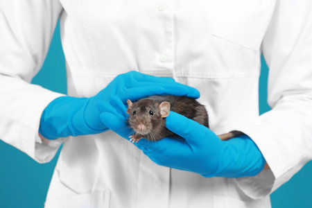 Scientist holding laboratory rat, closeup. small rodentの写真素材
