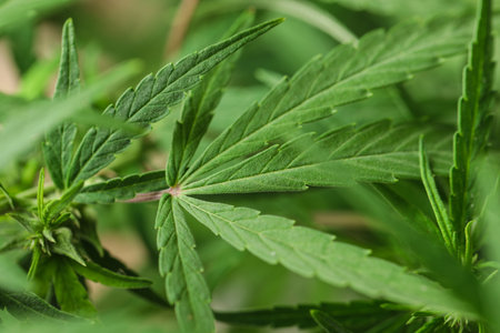 Green organic hemp on blurred background, closeup