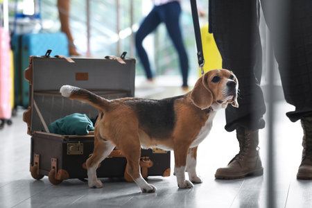 Officer with dog looking for drugs near open suitcase in airport, closeupの写真素材