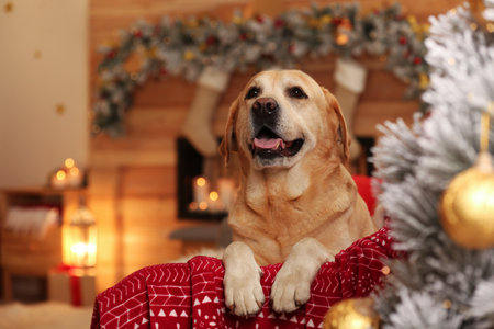 Cute dog on sofa in room decorated for Christmas. Adorable petの写真素材