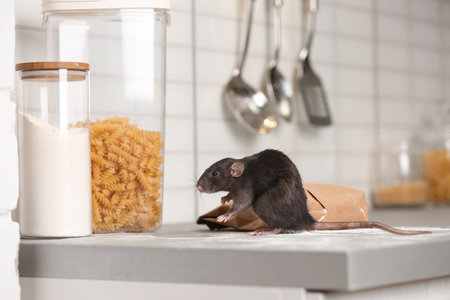 Rat near gnawed bag of flour on kitchen counter. household pestの写真素材