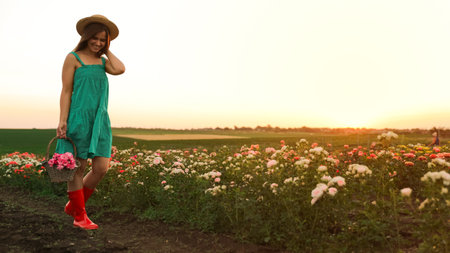 Woman with basket of roses in beautiful blooming fieldの写真素材