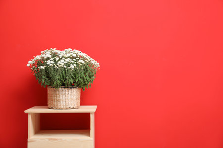 Pot with beautiful chrysanthemum flowers on wooden cabinet against red background. Space for textの写真素材