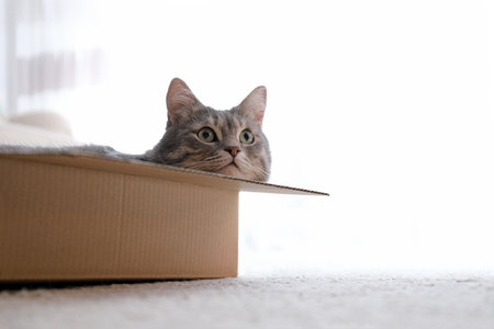Cute gray tabby cat in cardboard box on floor at home