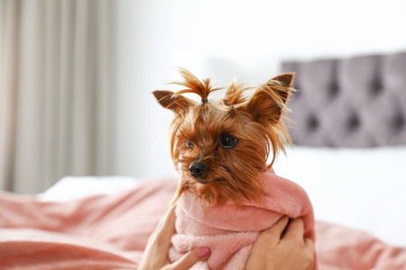 Woman petting her Yorkshire terrier dog, closeupの写真素材